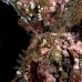 oyster_thorny_hr_si_v_0050_kom0555.jpg